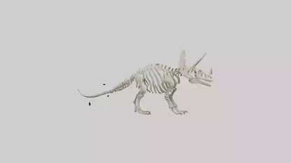 Triceratops Skeleton Model 3D model