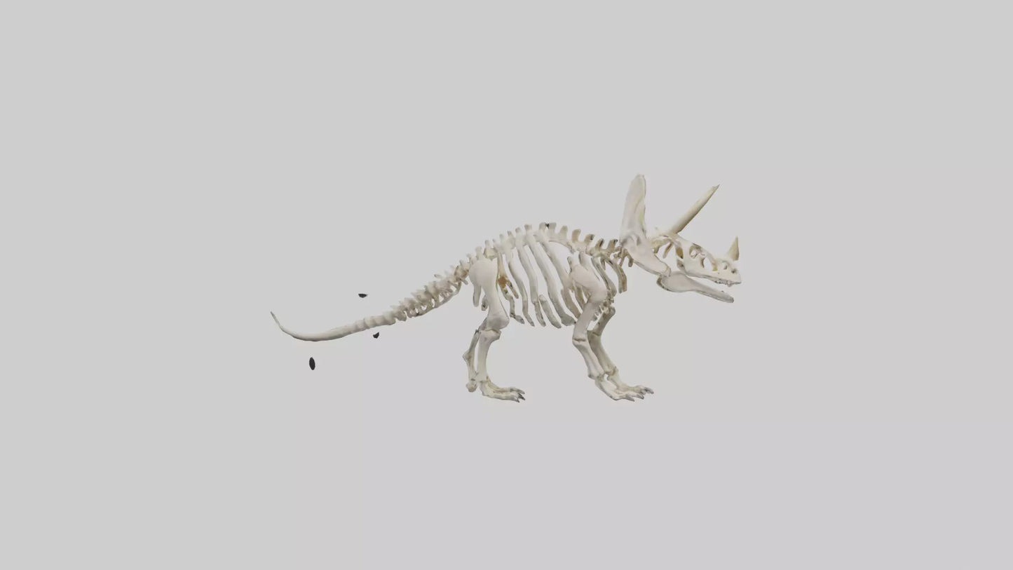 Triceratops Skeleton Model 3D model
