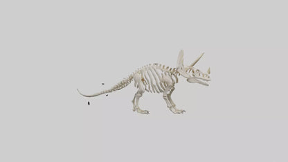 Triceratops Skeleton Model 3D model
