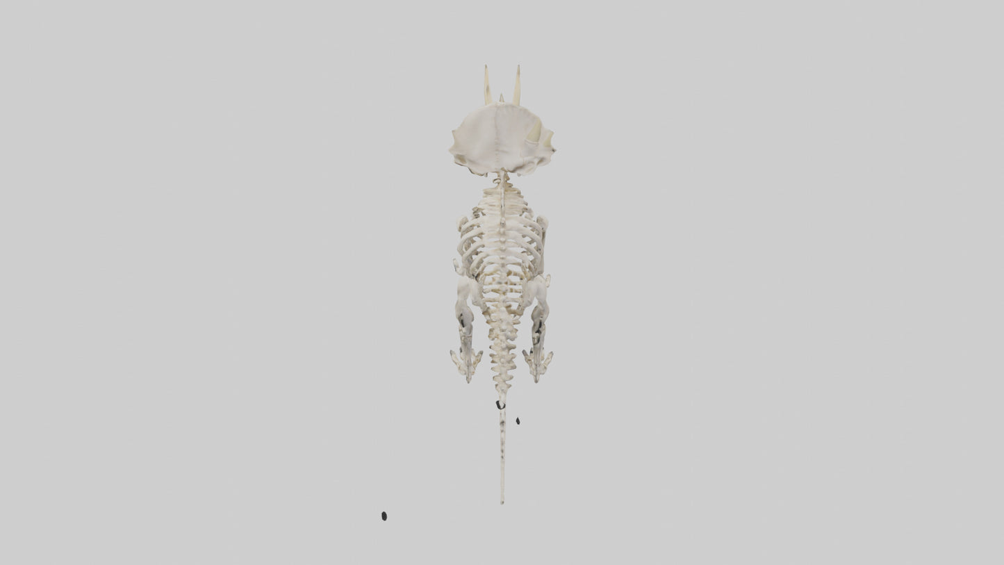 Triceratops Skeleton Model 3D model