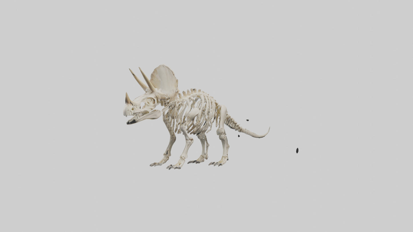 Triceratops Skeleton Model 3D model