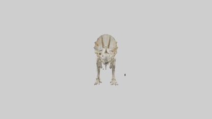 Triceratops Skeleton Model 3D model