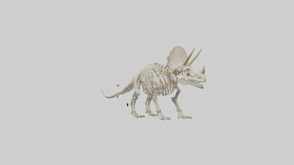 Triceratops Skeleton Model 3D model