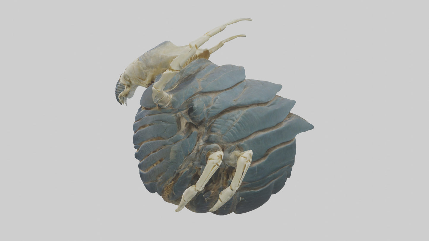 Trilobite Skeleton model 3D model