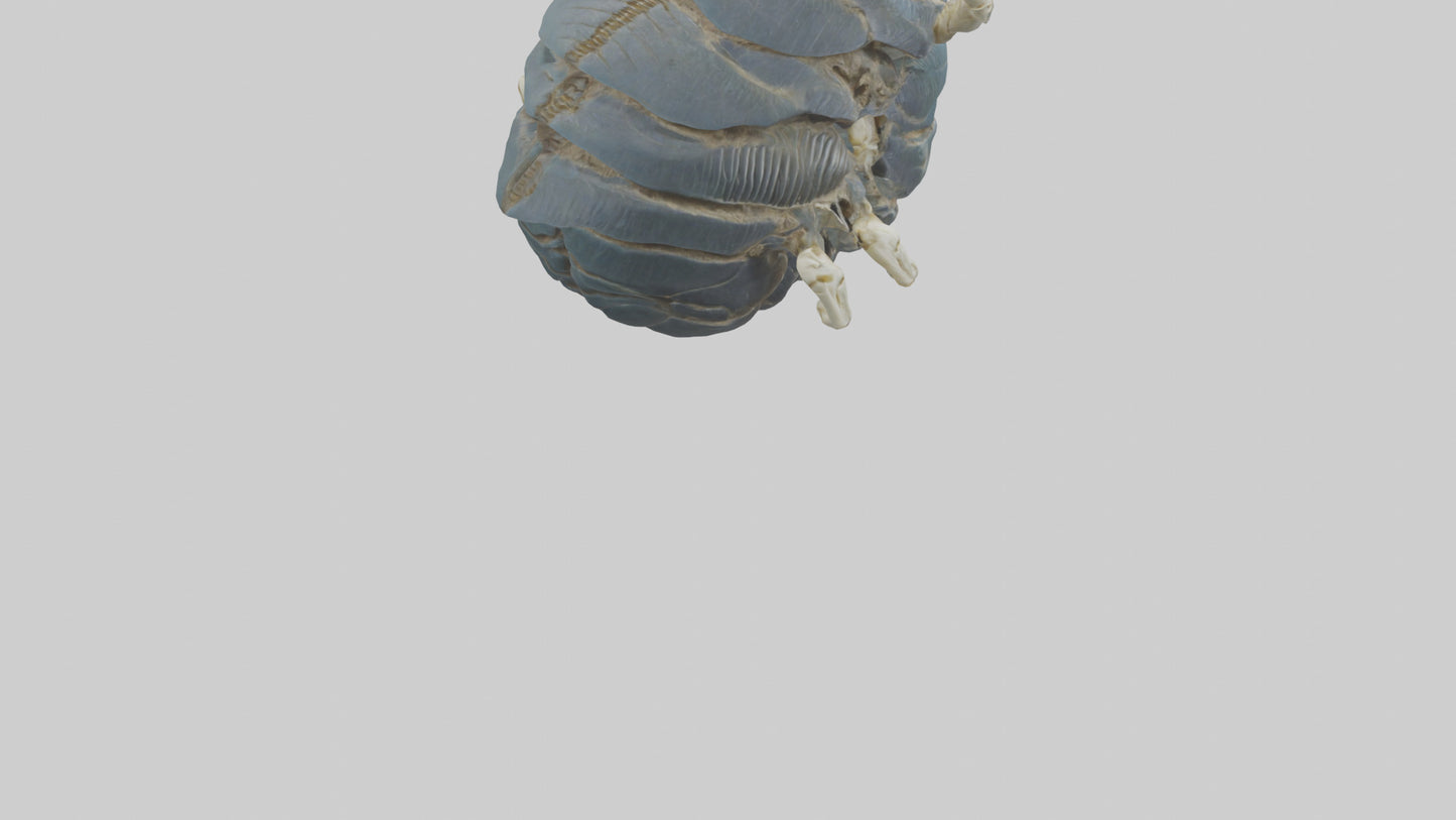 Trilobite Skeleton model 3D model