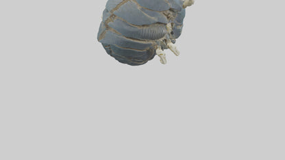 Trilobite Skeleton model 3D model