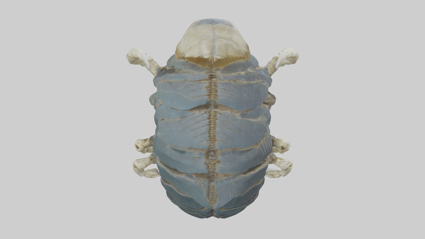 Trilobite Skeleton model 3D model