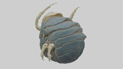 Trilobite Skeleton model 3D model