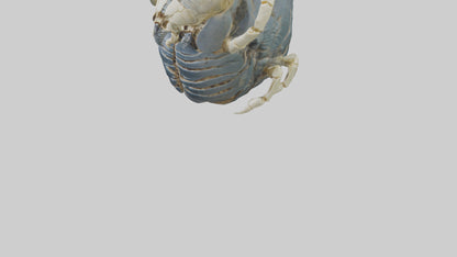 Trilobite Skeleton model 3D model