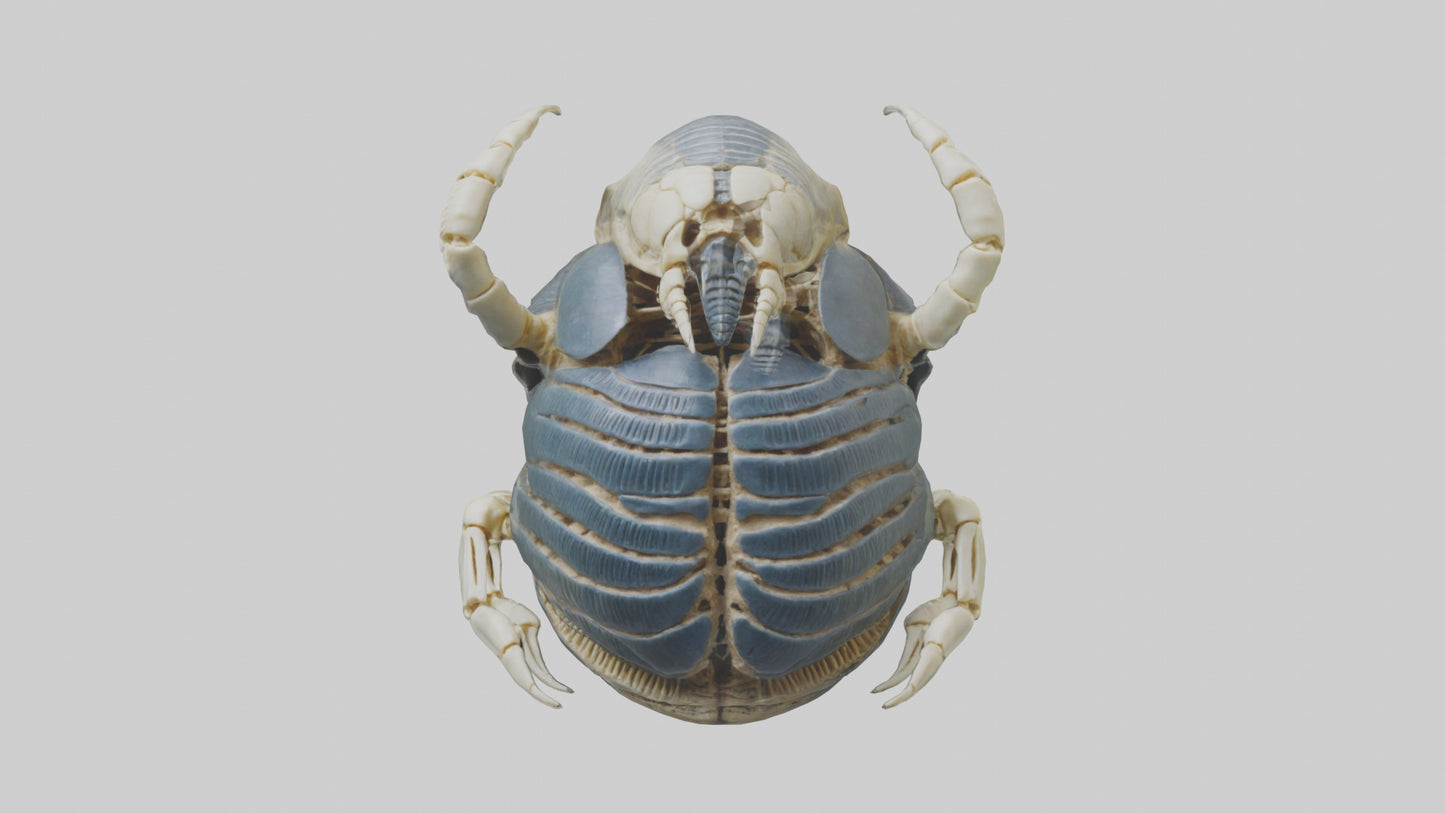 Trilobite Skeleton model 3D model