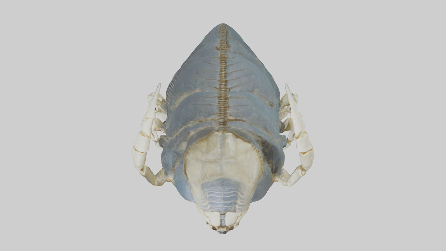 Trilobite Skeleton model 3D model