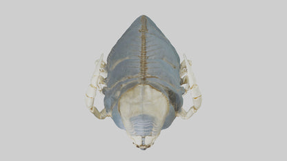 Trilobite Skeleton model 3D model