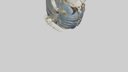 Trilobite Skeleton model 3D model