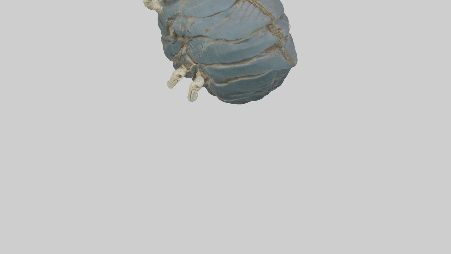 Trilobite Skeleton model 3D model