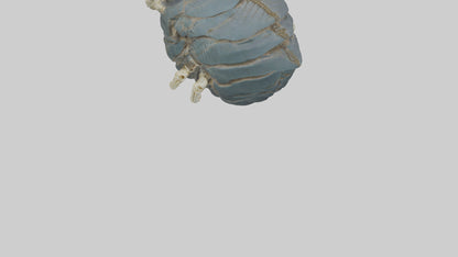 Trilobite Skeleton model 3D model