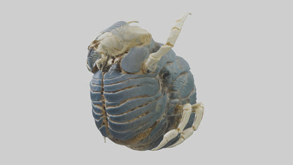 Trilobite Skeleton model 3D model