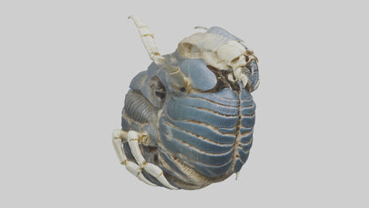 Trilobite Skeleton model 3D model