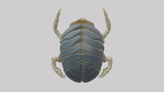 Trilobite Skeleton model 3D model