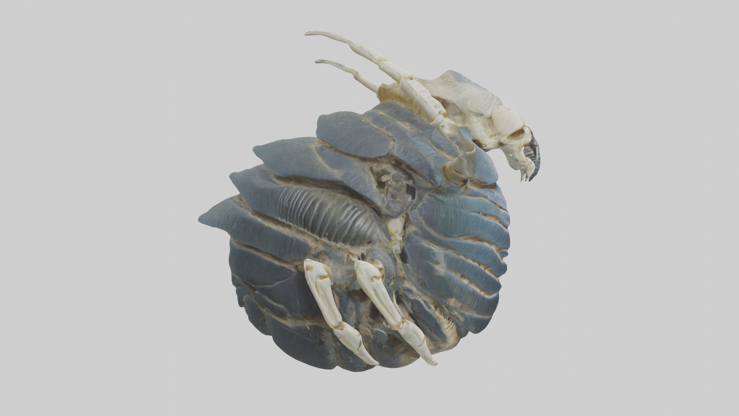 Trilobite Skeleton model 3D model