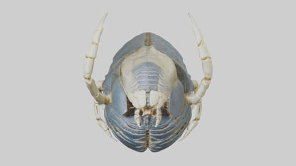 Trilobite Skeleton model 3D model