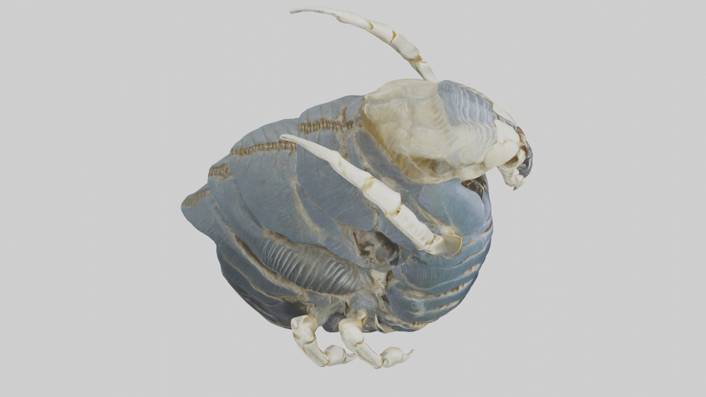 Trilobite Skeleton model 3D model