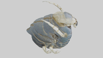 Trilobite Skeleton model 3D model