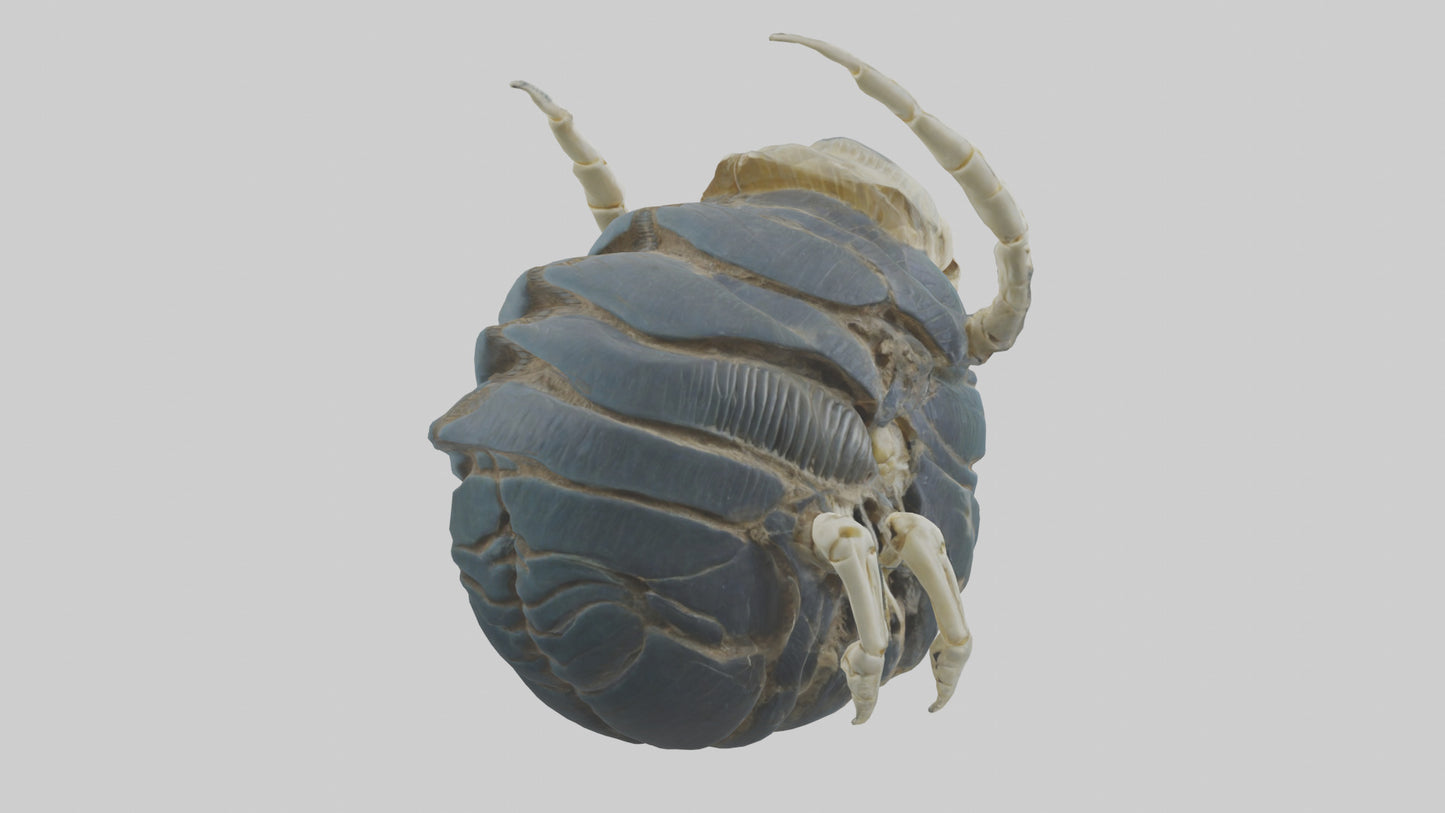 Trilobite Skeleton model 3D model