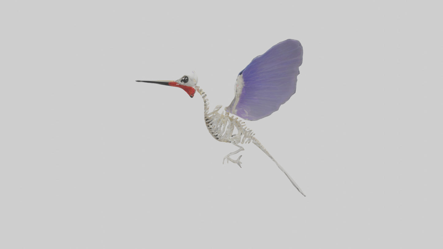 3D model ummingbird Skeleton model VR / AR / low-poly