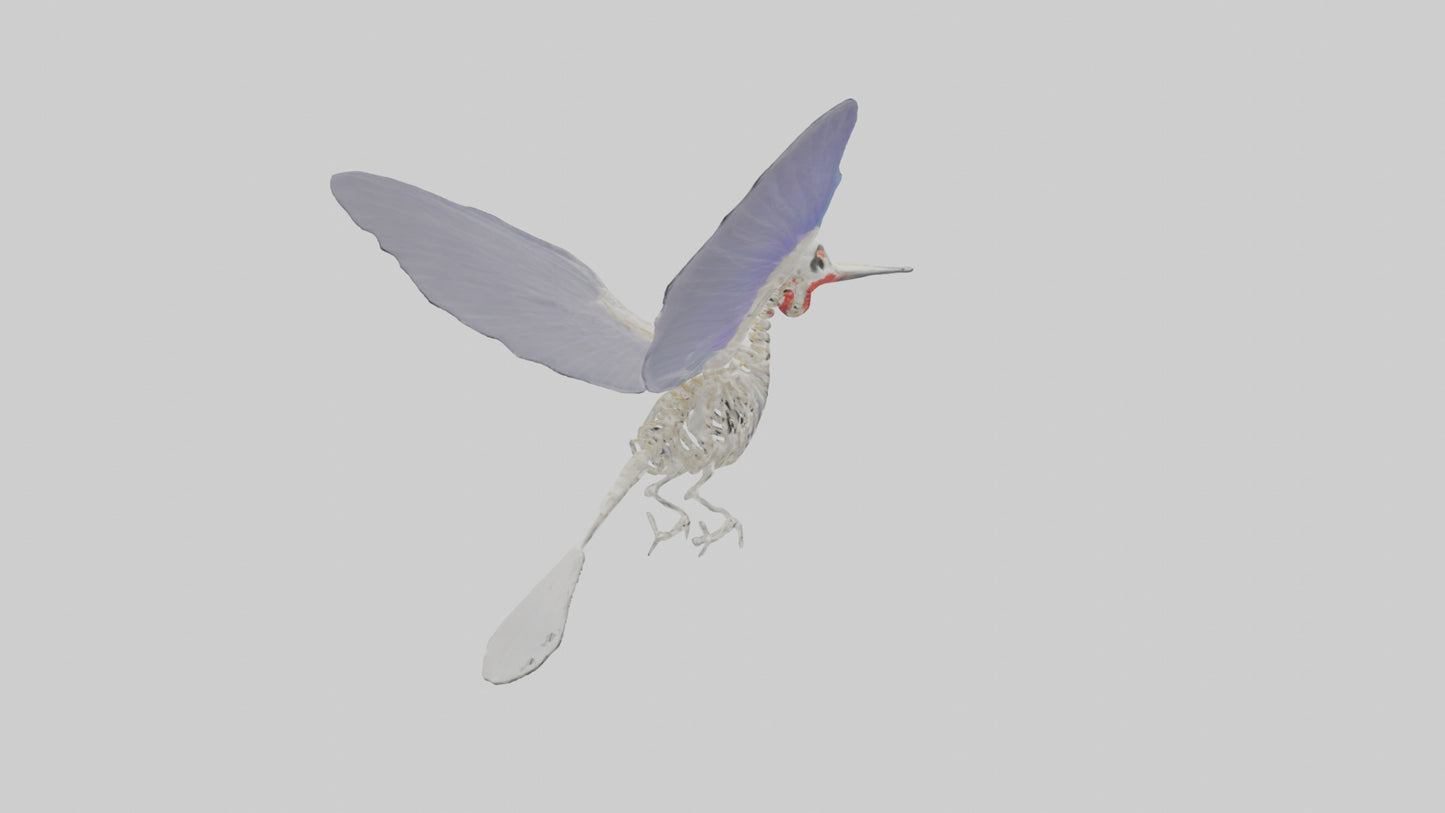 3D model ummingbird Skeleton model VR / AR / low-poly