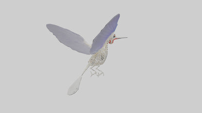 3D model ummingbird Skeleton model VR / AR / low-poly