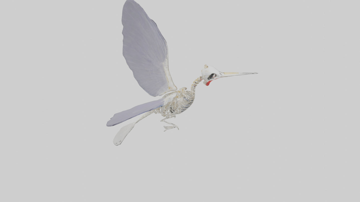 3D model ummingbird Skeleton model VR / AR / low-poly