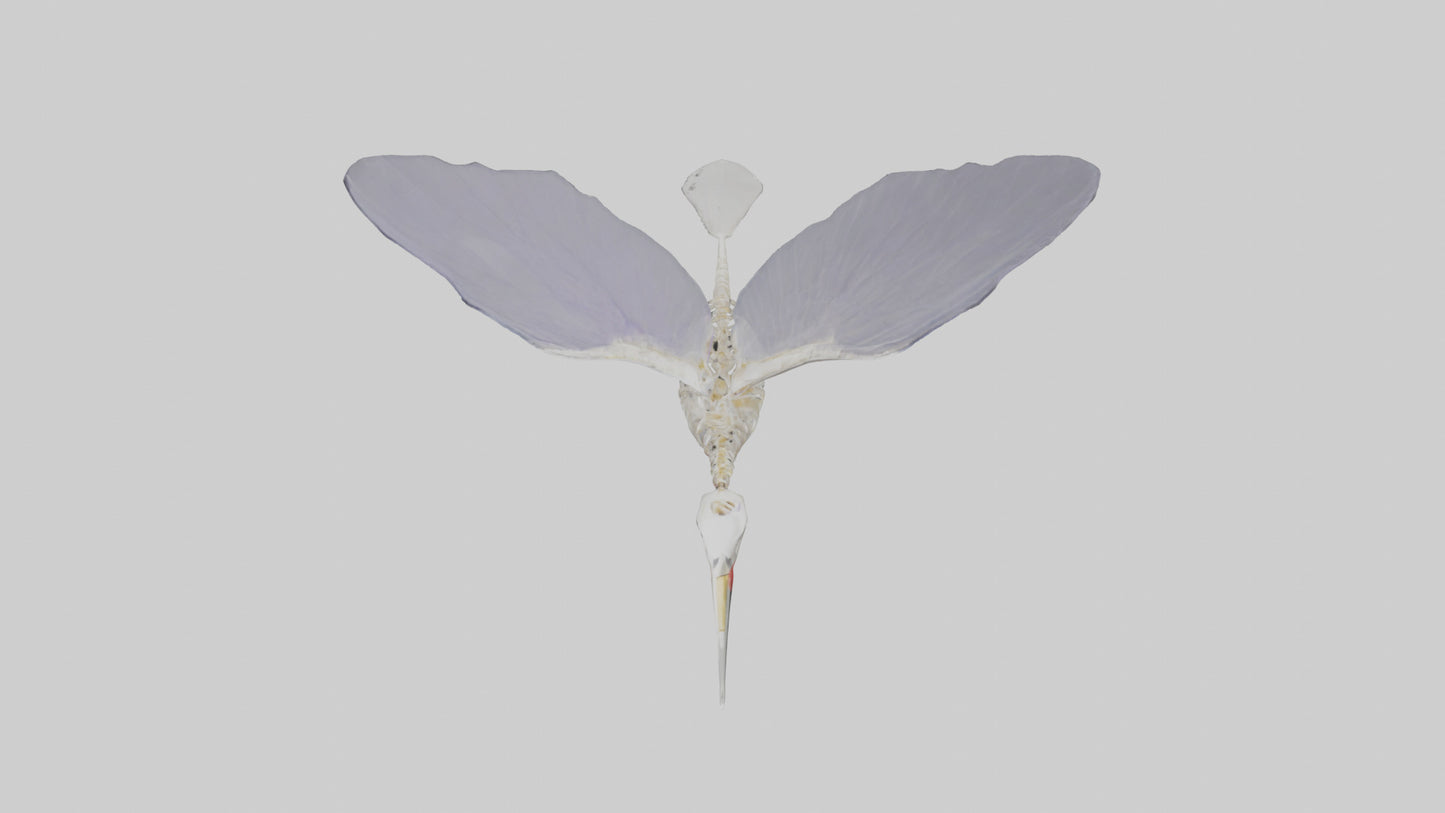 3D model ummingbird Skeleton model VR / AR / low-poly