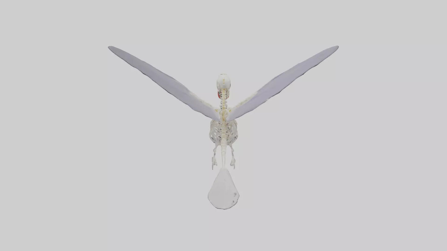 3D model ummingbird Skeleton model VR / AR / low-poly