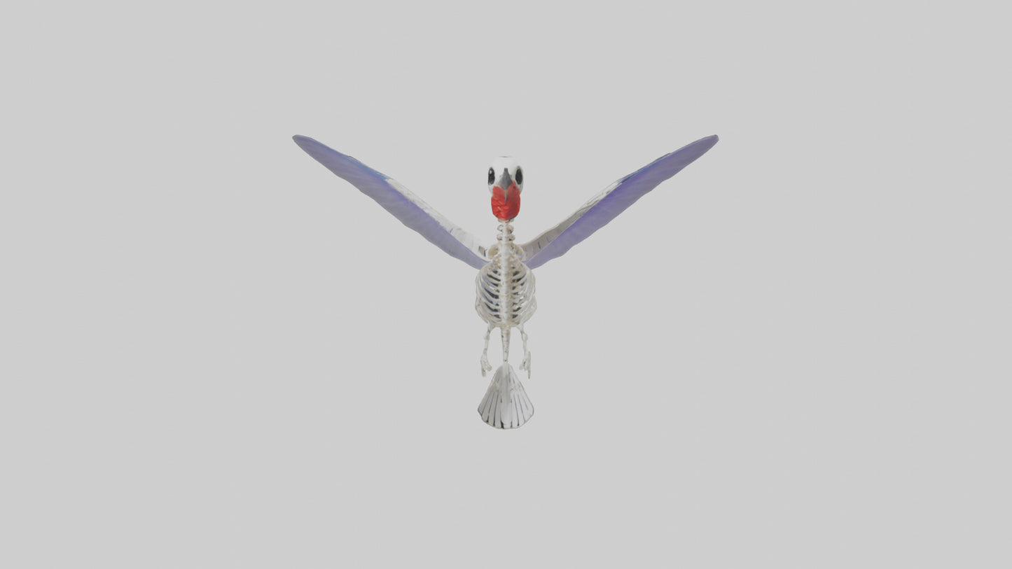3D model ummingbird Skeleton model VR / AR / low-poly