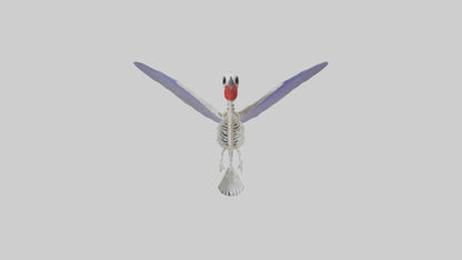 3D model ummingbird Skeleton model VR / AR / low-poly