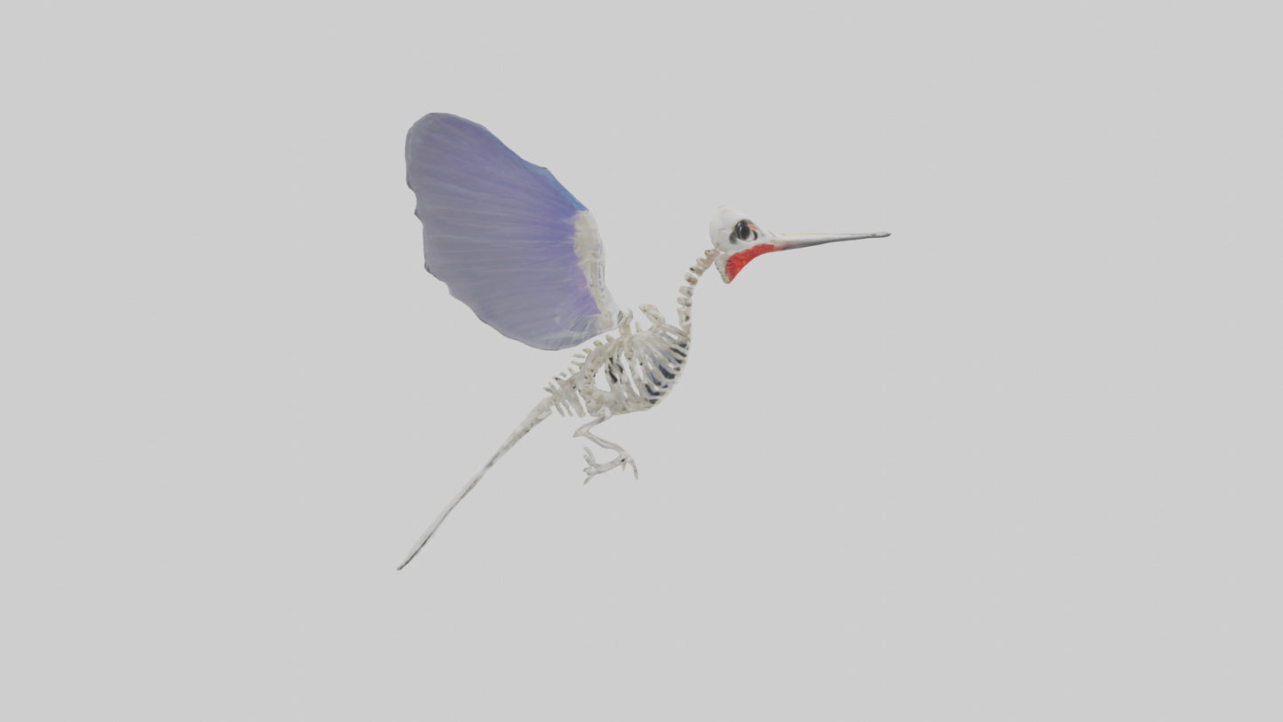 3D model ummingbird Skeleton model VR / AR / low-poly