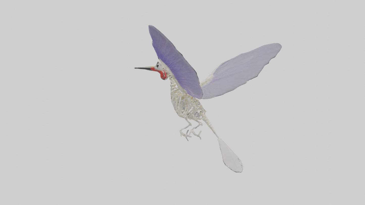 3D model ummingbird Skeleton model VR / AR / low-poly