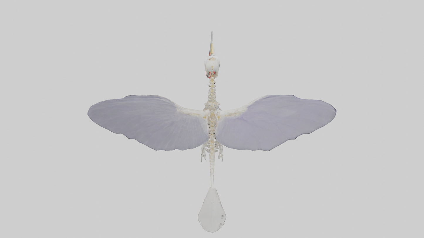3D model ummingbird Skeleton model VR / AR / low-poly