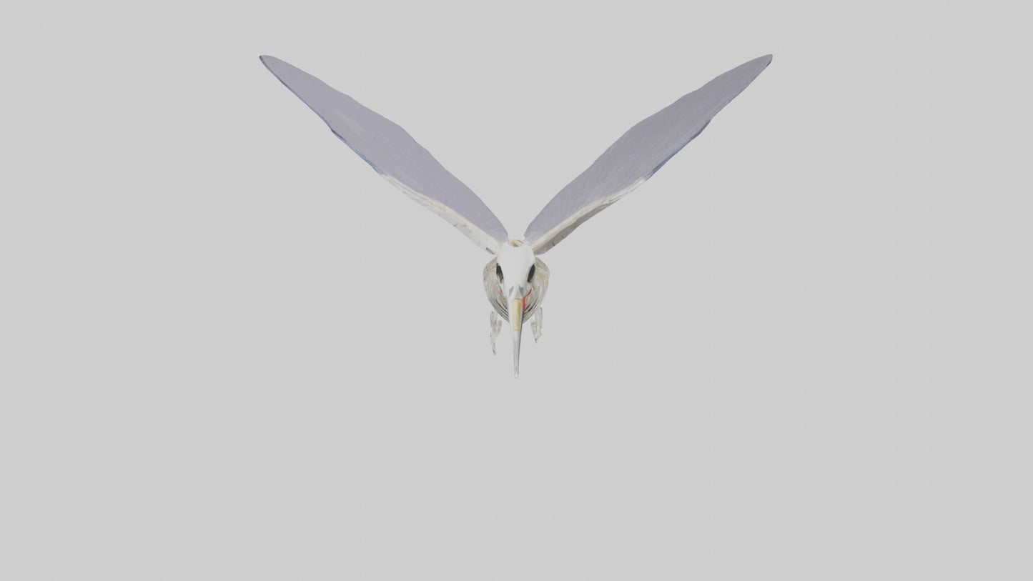 3D model ummingbird Skeleton model VR / AR / low-poly