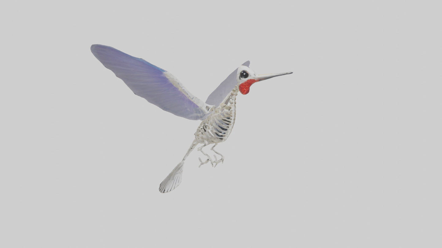 3D model ummingbird Skeleton model VR / AR / low-poly