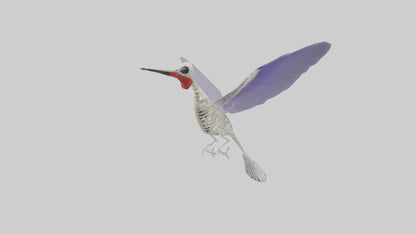 3D model ummingbird Skeleton model VR / AR / low-poly