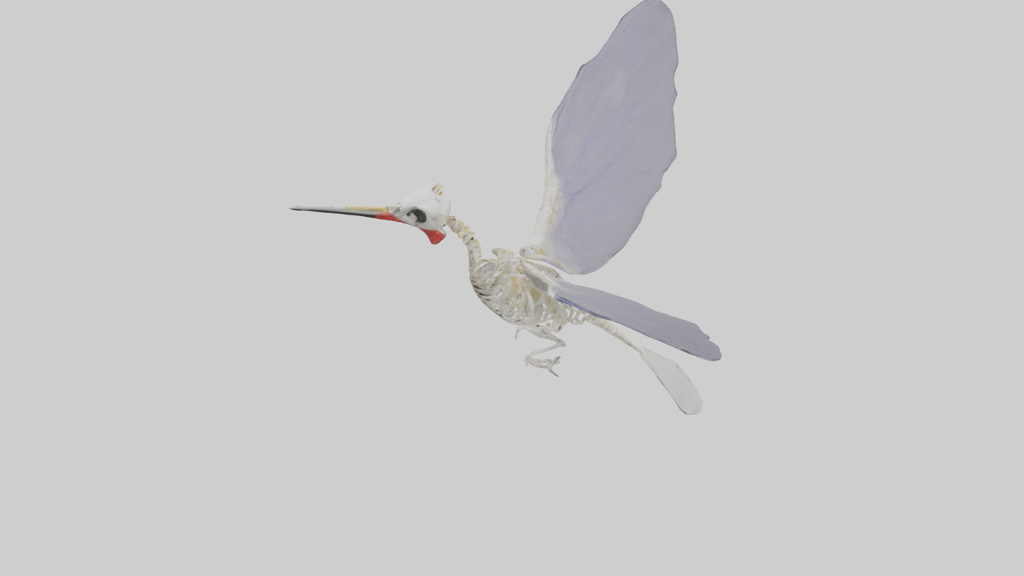 3D model ummingbird Skeleton model VR / AR / low-poly