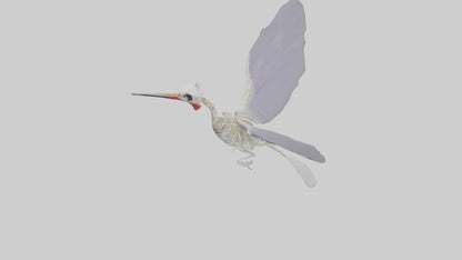 3D model ummingbird Skeleton model VR / AR / low-poly