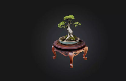 3D model Unique Bonsai Tree Stand VR / AR / low-poly