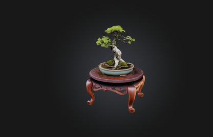 3D model Unique Bonsai Tree Stand VR / AR / low-poly