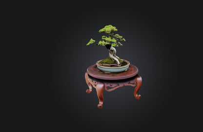 3D model Unique Bonsai Tree Stand VR / AR / low-poly