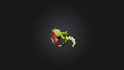 Venus Flytrap 3D model