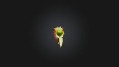 Venus Flytrap 3D model