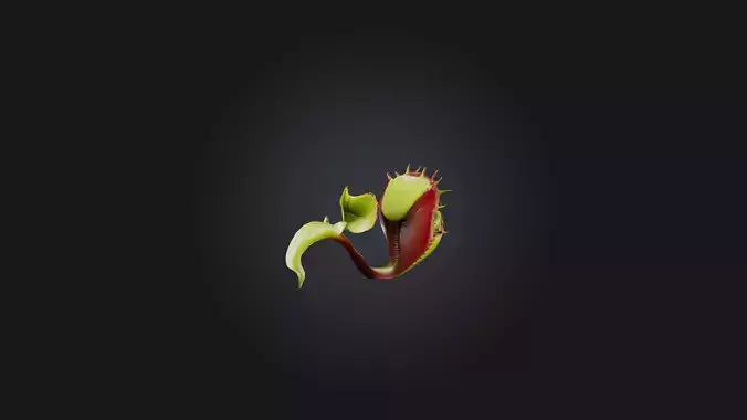 Venus Flytrap 3D model