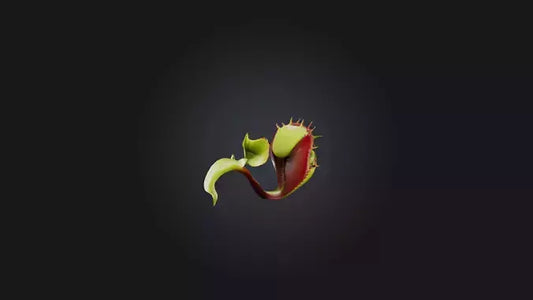 Venus Flytrap 3D model